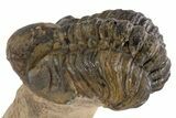 Huge Crotalocephalina Trilobite With Reedops - Lghaft, Morocco #301949-6